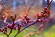 apricot flower bud on a tree branch