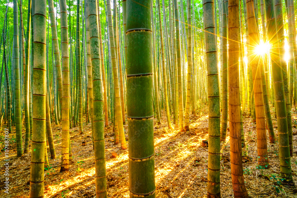 Bamboo forest with sunny in morning - obrazy, fototapety, plakaty 