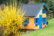 children wooden playhouse in backyard garden after rain with blooming forsythia in the spring 