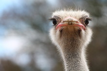 Ostrich Bird Head And Neck Front Portrait In The Park
