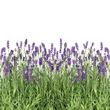 Fototapeta Lawenda - Lavender flowers isolated on white fresh plants