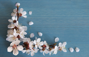 Wall Mural - apricot branch with flowers