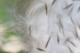 Fototapeta Boho - blurred white grass seed