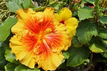 Yellow And Orange Tropical Hibiscus Flower