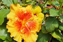 Yellow And Orange Tropical Hibiscus Flower