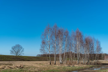 Group of birch-trees