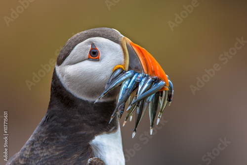 Fotografía Puffin with beak full of fish