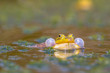Croaking Pool frog