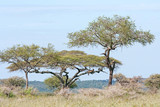Fototapeta Sawanna - Leopard (Panthera pardus) lies on acacia tree branch in savanna. Serengeti National Park, Great Rift Valley, Tanzania, Africa.

