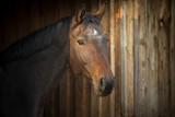 Fototapeta Konie - Horse in a stable