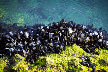 mussels on the rocks