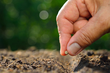 Poster - Farmer's hand planting a seed in soil