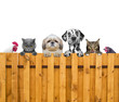 dogs, cats, chicken and cock look through a fence
