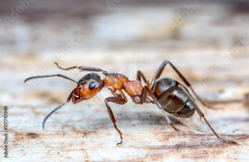 Plakat mrówka z czerwonego lasu biegnie nad kłodem