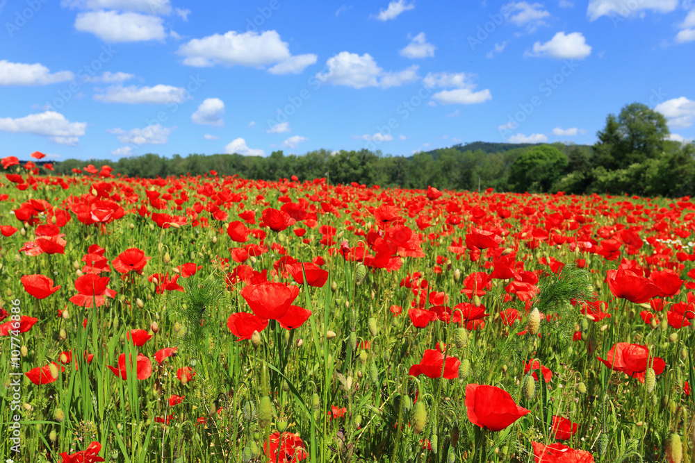 Field of red Poppy - obrazy, fototapety, plakaty 