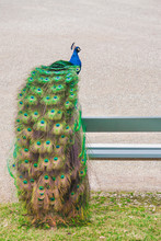Long, Beautiful Tail!  Image Of A Male Peacock Sitting On A Bench Outdoors.