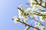 Bee on a flower of the white cherry blossoms.