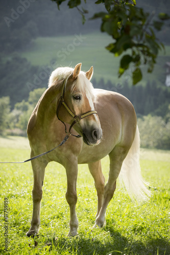 Fototapeta na wymiar Haflinger Stute