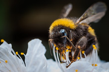 Macro Of A Bumblebee Collecting Nectar On Flower
