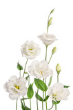 Fototapeta Tulipany - Beautiful eustoma flowers isolated on white background