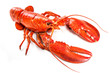 © Alexander Raths - Lobster isolated on a white background