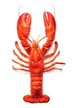 Lobster Isolated On A White Background