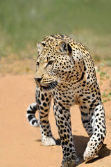 Wall Mural - africa. namibia. leopard