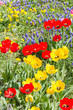 Frühlingsblumen - Garten - Blumenwiese - Frühlingszeit - Gartenzeit