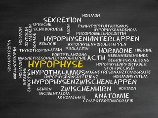 Canvas Print - Hypophyse