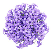 Top View Of Purple Flowers In Pot Isolated On White Background.