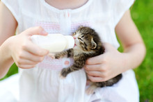 Adorable Little Girl Feeding Small Kitten With Kitten Milk From The Bottle