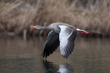 Wall Mural - Greylag goose (Anser anser)