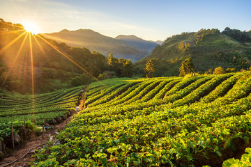 Wall Mural - sunrise at strawberry field terrace at doi angkang , chiang mai