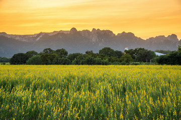 Wall Mural - beautiful sunset scene view at sunhemp flowers field