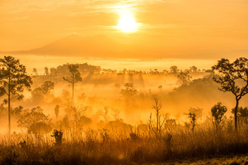 Wall Mural - beautiful sunrise landscape of forest , pine tree , mountain in