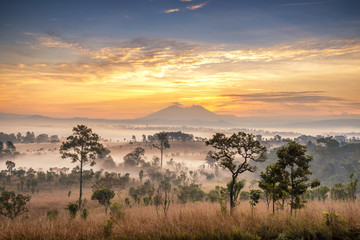 Wall Mural - beautiful sunrise landscape of forest , pine tree , mountain in