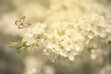 Closeup photo of cherry flower