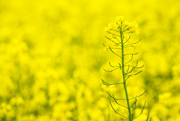Wall Mural - flowers of oil in rapeseed field