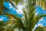 Fototapeta Na sufit - Palm leaves over blue sky background