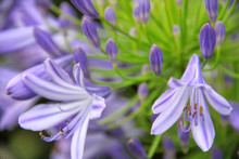 Close Up Side View Of Pale Purple Agapanthus Africanus Flower 