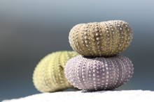 Sea Urchins Colorful Shells