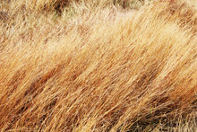 Field Of Long Dry Grass Background