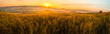 Tuscany wheat field panorama at sunrise
