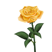 Realistic Yellow Rose