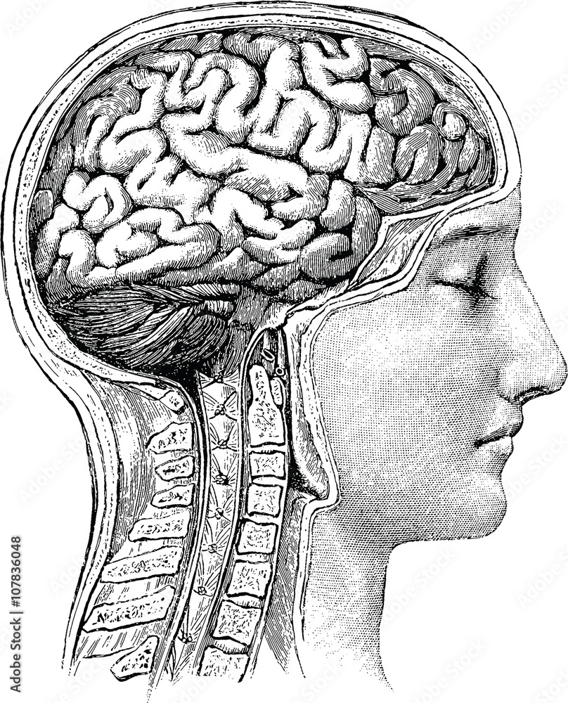 Vintage anatomical image human brain Stock Illustration | Adobe Stock