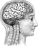 Fototapeta Konie - Vintage anatomical image human brain