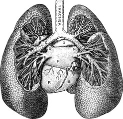 vintage anatomic illustration human lungs