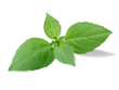 © maxsol7 - Spice globe basil leaves