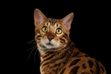 Closeup Portrait of Bengal Cat on Black Isolated Background