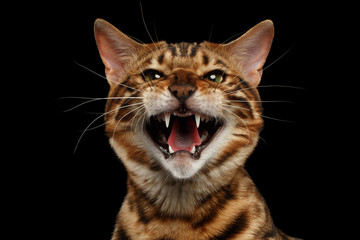 Wall Mural - Closeup Portrait of Hissing Bengal Cat on Black Isolated Background